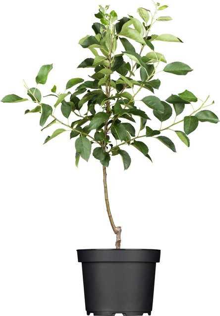 GROW by OBI Bio Winterapfel Jonagold Rot Obstbaum im Topf, Höhe: 120 - 140 cm - Bild 1