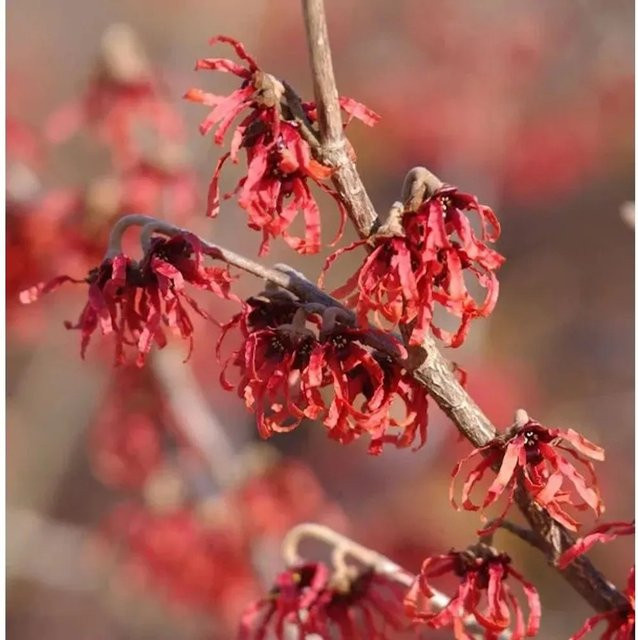 Hamamelis intermedia Zaubernuß Feuerzauber Großstrauch in Orange und Rot, Höhe: 30-40 cm - Bild 1