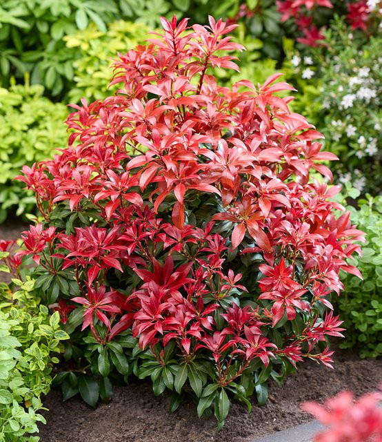 Pieris japonica Red Mountain Zierstrauch - Bild 1