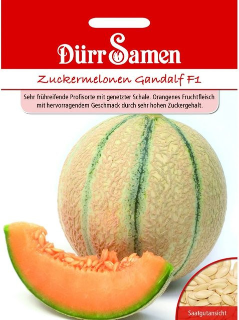 Dürr Zuckermelone Gandalf F1 Saatgut Gemüsesamen 155 g - Bild 1