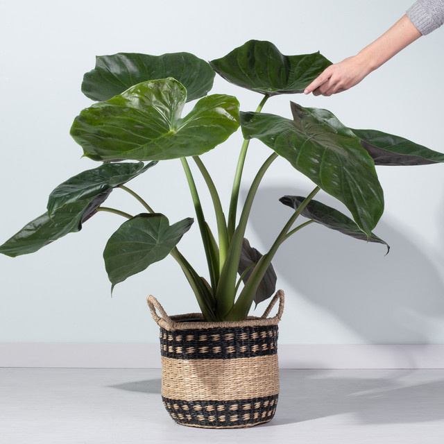 Alocasia Wentii Pfeilblatt von BLUME2000 in Grün - Bild 1