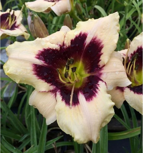 Taglilie Moonlit Masquerade Hemerocallis cultorum als mehrjährige Staude für Beet und Garten - Bild 1