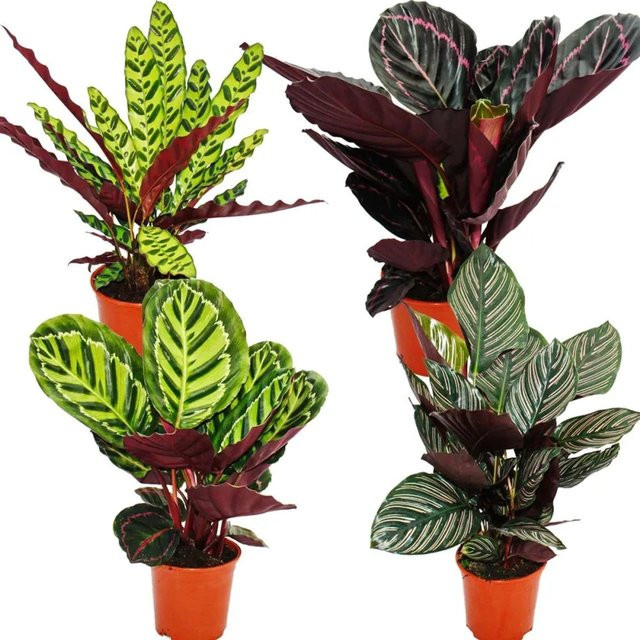 Exotenherz Calathea Schattenpflanzen 4er Set mit ausgefallenem Blattmuster, Höhe: 50 cm - Bild 1