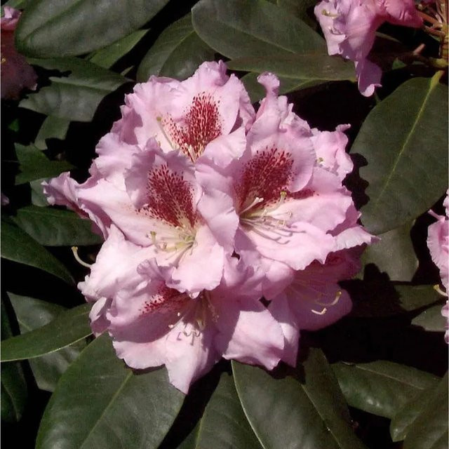INKARHO Rhododendron Konsonanz Alpenrose als großblumiger Zierstrauch in Pink - Bild 1