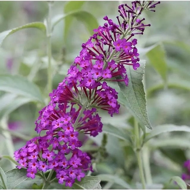 Buddleja Schmetterlingsflieder Reve de Papillon in Lila als Zierstrauch für den Garten - Bild 1