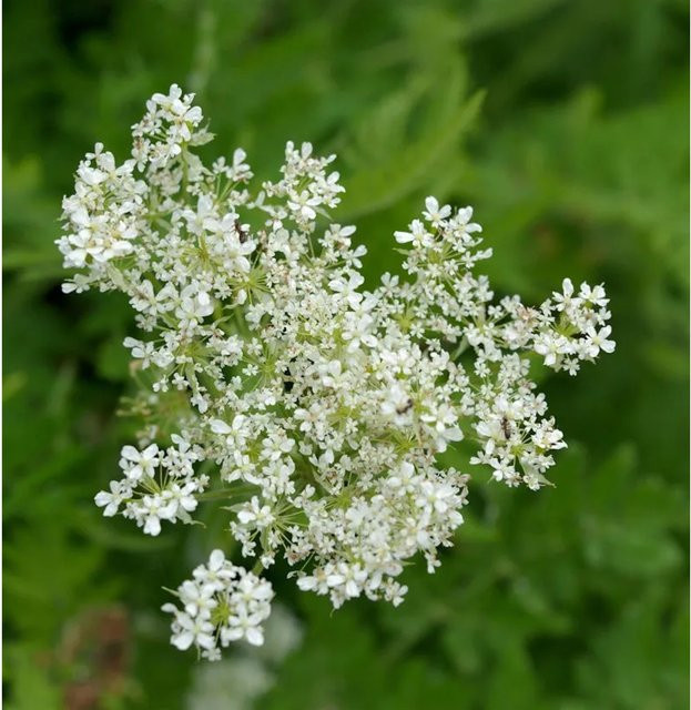 Süßdolde Myrrhis odorata Gewürzstrauch von Nr-01.de - Bild 1