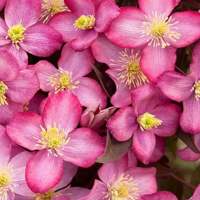Arborix Berg-Waldrebe Clematis montana 'Freda' mit rosa Blüten im Container - Bild 1