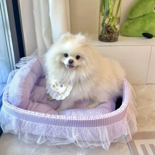 L.RIDING PULO Universal Katzenbett und Hundebett in Violett, B/T/H: 60 x 40 x 13 cm - Bild 1