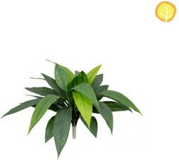 Künstliche Dracaena Helga von Aplanta, Tischpflanze in Grün, Höhe: 45 cm - Bild 1