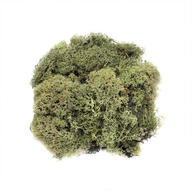 Glorex Islandmoos Dunkelgrün 50g - Bild 1