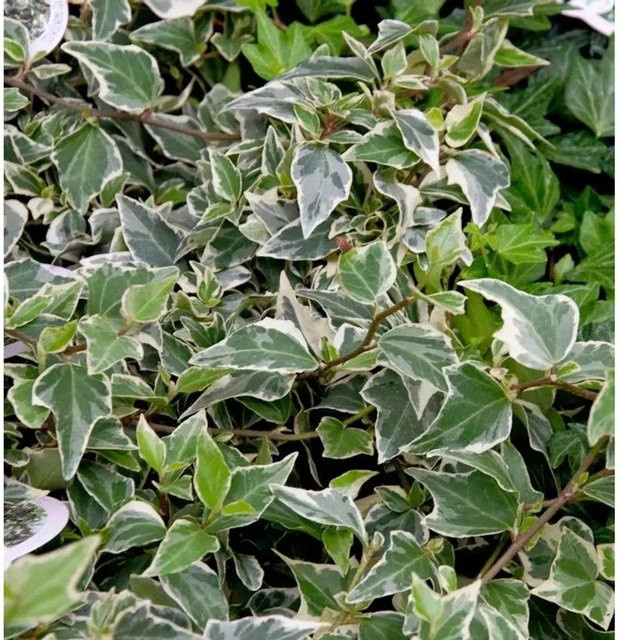 10er Set Efeu Goldchild Hedera helix als Bodendecker für Mauern und Zäune, grün-gelb, 10-15 cm - Bild 1