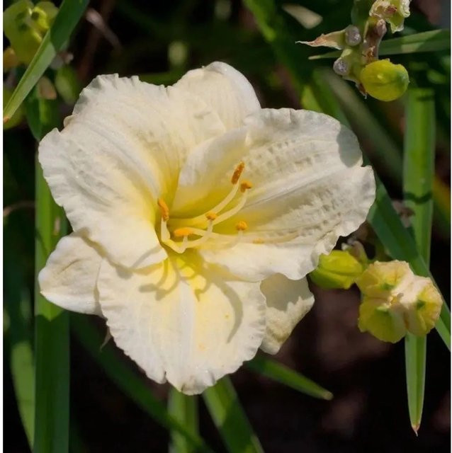 Hemerocallis Taglilie Serena Madonna weiße Staude für Beet und Staudengärten - Bild 1