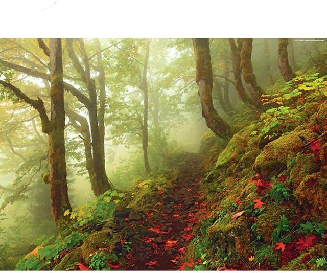 FIYO 5D-Diamantgemälde Nebeliger Wald zum Selbermachen, Mosaik-Stickerei in Beige und Multicolour, B x H: 30 x 20 cm - Bild 1