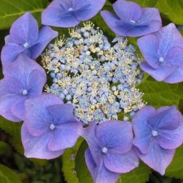 Arborix Hortensie Blaumeise Hydrangea macrophylla mit blauen Blüten im Container - Bild 1