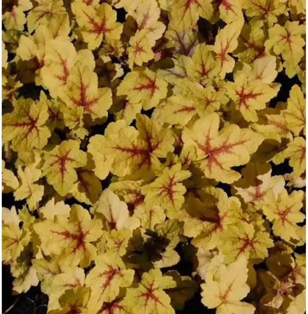 Heucherella tiarelloides Stoplight Purpurglöckchen Bodendecker als Gartenpflanze - Bild 1