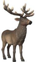 Schleich Wild Life Amerikanischer Rothirsch Spielfigur