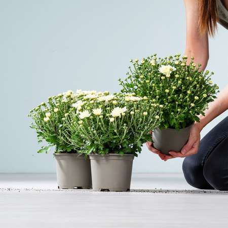 3er Set Weiße Chrysantheme Garden Mums von BLUME2000 als mehrjährige Zierpflanze für Gartenbeet, Balkon oder Terrasse