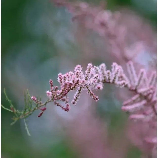 Tamarix tetrandra Viermännige Tamariske in Pink für den Garten - Bild 1