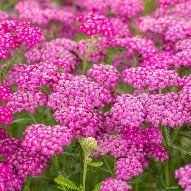 Gewöhnliche Schafgarbe Achillea in Pink als mehrjährige Pflanze für deinen Garten oder Balkon - Bild 1