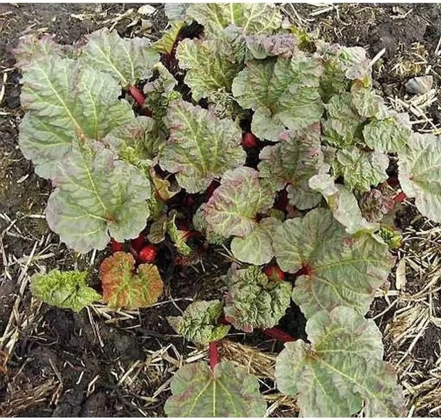 Rhabarber Holsteiner Blut Rheum rhabarbarum rote Zierpflanze im Topf - Bild 1
