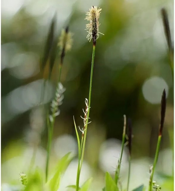 Carex pilosa Wimpern-Segge grüne Staude für den Garten - Bild 1