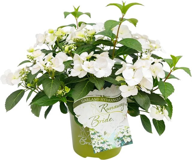 Girlanden-Hortensie Runaway Bride Weiß im Topf, Höhe: 20 - 30 cm, Topf-Durchmesser: 3,5 cm - Bild 1