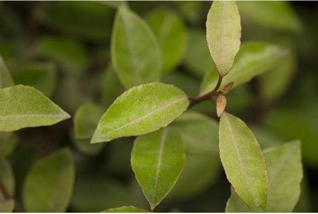 Elaeagnus ebbingei Pflanze von Pflanzen für dich, Höhe: 60-80 cm - Bild 1