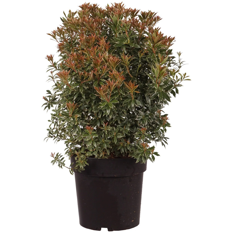GROW by OBI Schattenglöckchen Little Heath Pieris japonica im 6l Topf, Höhe: 50 cm - Bild 2