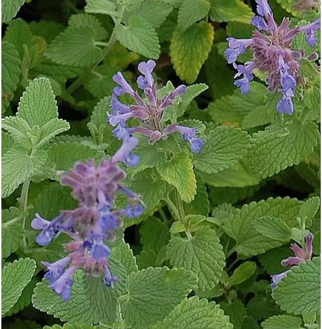 Nepeta racemosa Katzenminze Superba lila mehrjährige Gartenpflanze im Topf - Bild 1