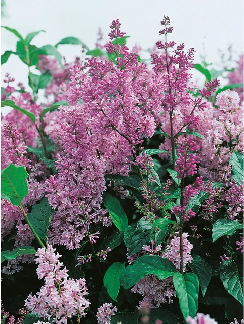 OBI Amerikanischer Flieder Syringa x prestoniae Violett im Topf, Höhe: 40 - 50 cm - Bild 1