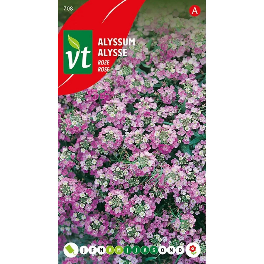 Arborix Steinkraut Rosie O'Day Alyssum Blumensamen für den Garten als niedriger Bodendecker, 0,5 g - Bild 2