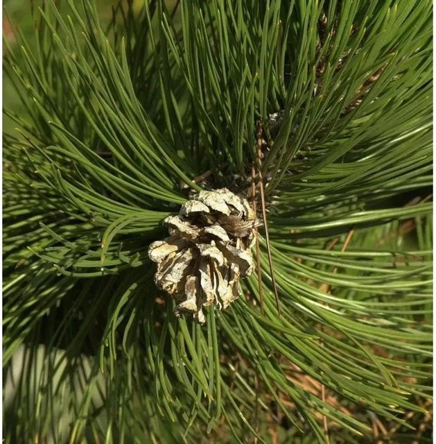 Pinus heldreichii Schlangenhautkiefer Baum für deinen Garten von Die Nr-01.de (20-30 cm) - Bild 1