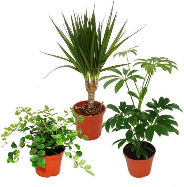 Exotenherz Zimmerpflanzen Set mit 3 grünen Indoor-Pflanzen im Topf - Bild 1