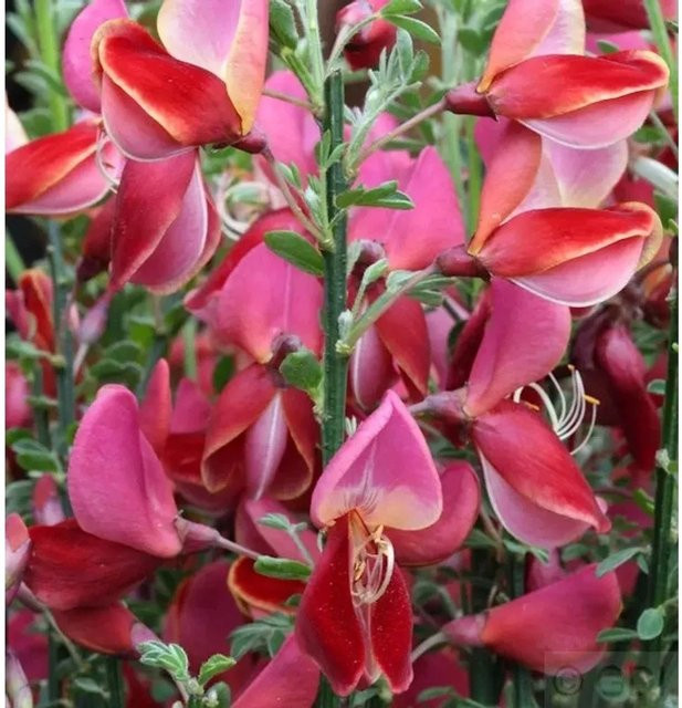 Besenginster Roter Favorit Cytisus scoparius Zierstrauch in Rot - Bild 1