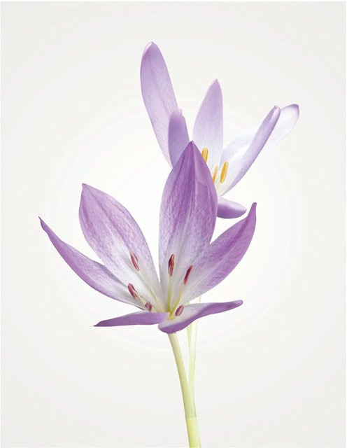 Komar Wandbild Autumn Crocus B: 40 cm, H: 50 cm - Bild 1