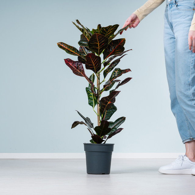 Codiaeum variegatum Wunderstrauch Excellent von BLUME2000 - Bild 1