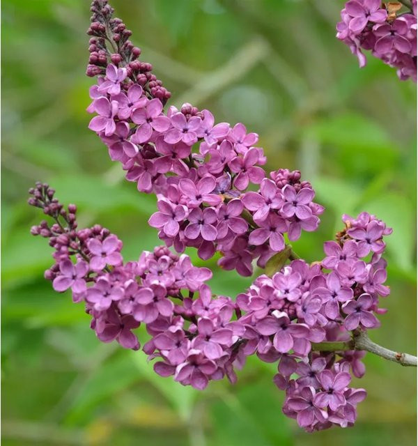 Edelflieder Syringa vulgaris Ludwig Späth in Lila, Zierstrauch für den Garten - Bild 1