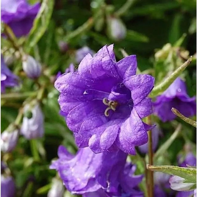 Nesselglockenblume Campanula trachelium Bernice, lila, mehrjährige Pflanze im Topf - Bild 1