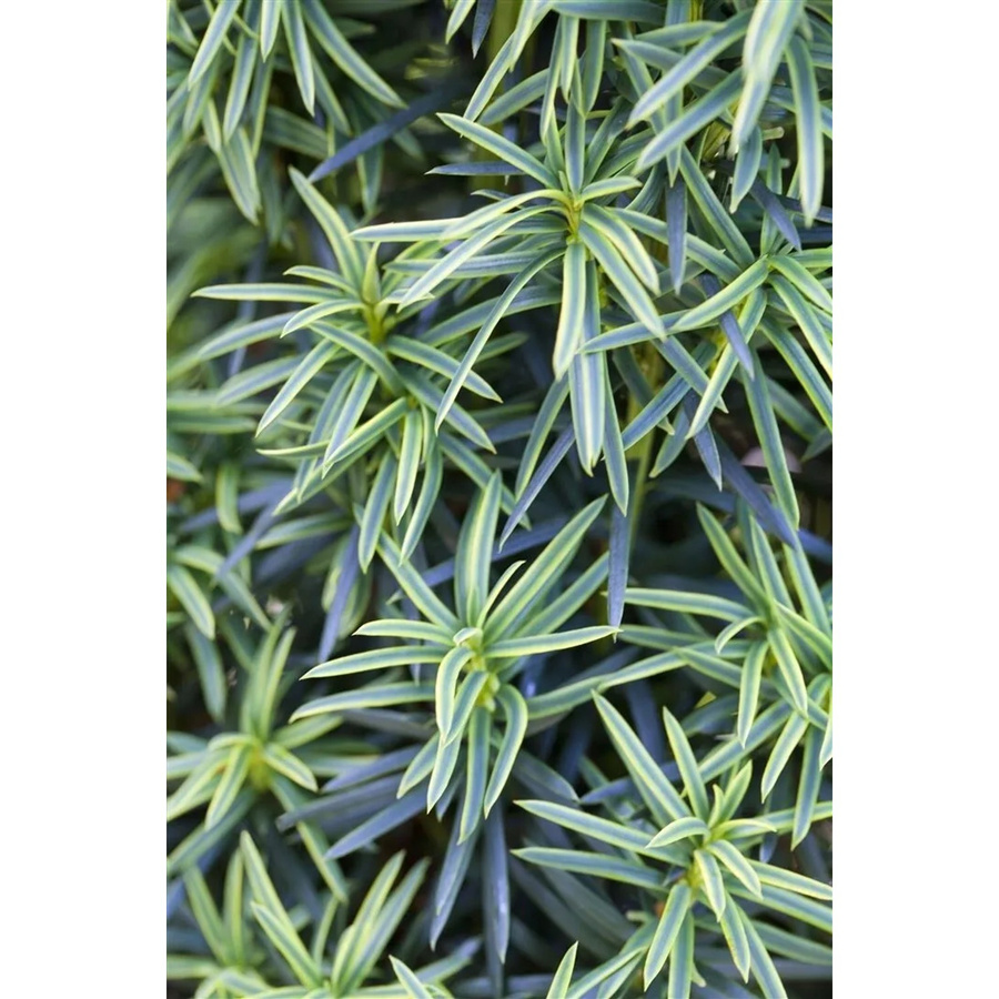 Taxus Baccata Fastigiata Aureomarginata Gelbbunter Eibenbaum als Heckenpflanze, Höhe: 90–100 cm - Bild 1
