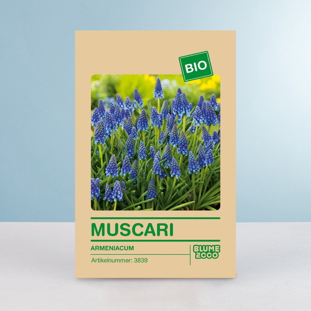 BIO Traubenhyazinthen von BLUME2000, 10 Stück - Bild 1