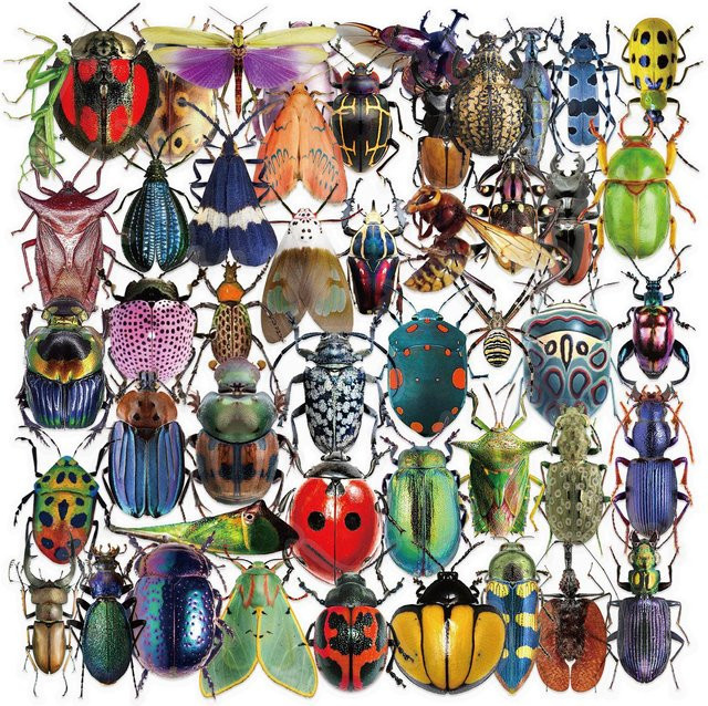 50 Stück Cartoon Insekten und Käfer Aufkleber von Rui Di in Multicolour für DIY Dekoration von Laptop, Skateboard und Handyhülle - Bild 1
