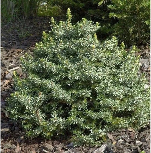 Zwergfichte Picea omorika Nana von Nr-01.de, grüne Konifere für den Garten, Höhe: 50-60 cm - Bild 1