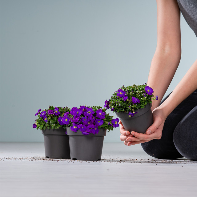 BLUME2000 Blaukissen Kitte 3er Set blau und lila mehrjährige Bodendecker für Balkon und Garten - Bild 1