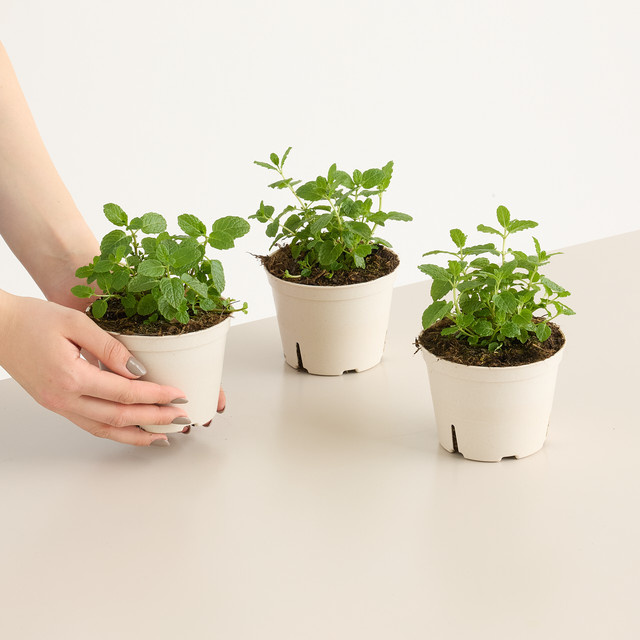 BIO Marokkanische Minze Mentha von BLUME2000, 3 Stück - Bild 1