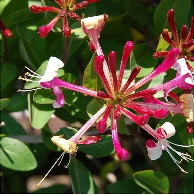 Arborix Wald-Geißschlinge Belgica Select Lonicera periclymenum duftend im Container, Höhe: 50 bis 60 cm - Bild 1
