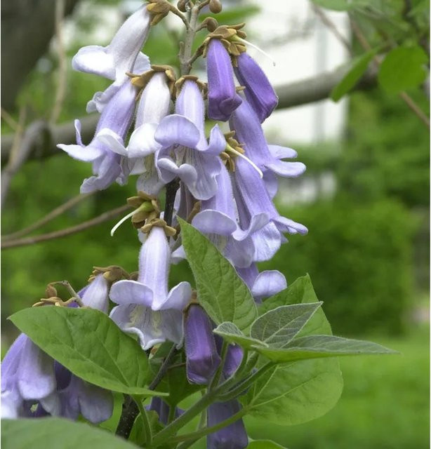 Paulownia tomentosa Blauglockenbaum von Nr-01.de in Lila, Höhe: 100-125 cm - Bild 1