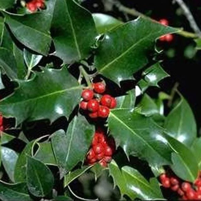 Arborix Stechpalme Ilex aquifolium als immergrüner Zierstrauch im Container, Höhe: 40 bis 60 cm - Bild 1