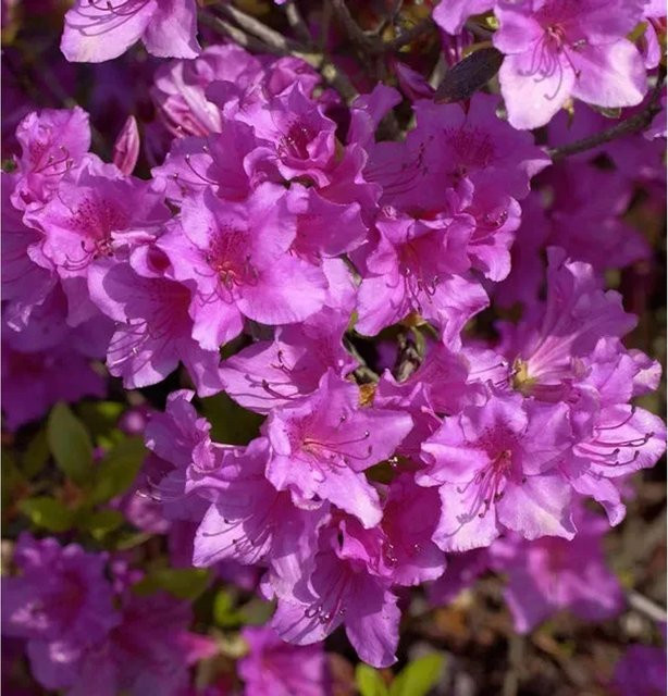 Japanische Azalee Blue Danube Rhododendron obtusum Zwerg Alpenrose in Blau, Höhe: 40-50 cm - Bild 1