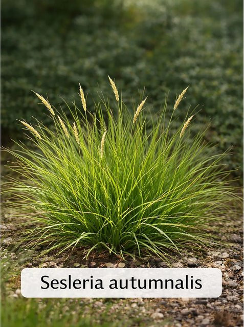 12er Set Sesleria autumnalis Herbst-Kopfgras als Bodendeckergräser für die Gartenflächen, Höhe: 20 - 30 cm, Topf-Durchmesser: 9 cm - Bild 1
