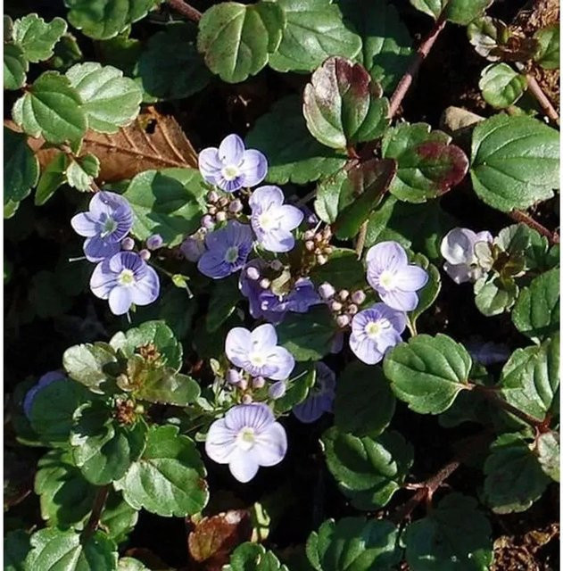 Teppichveronika Madam Mercier Veronica petraea Blaue Bodendecker-Pflanze für den Garten - Bild 1
